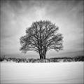 Tree in Snow by David Kelly